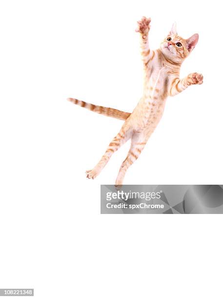 cat jumping - cat jump stock pictures, royalty-free photos & images