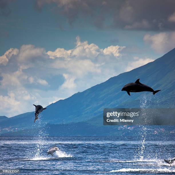 dolphins jumping into the air - pico azoren stockfoto's en -beelden