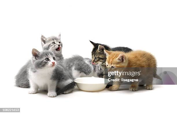 kittens eating from animal food bowl - group of animals stock pictures, royalty-free photos & images