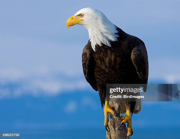 bald eagle perched on stump - alaska - eagle stock pictures, royalty-free photos & images