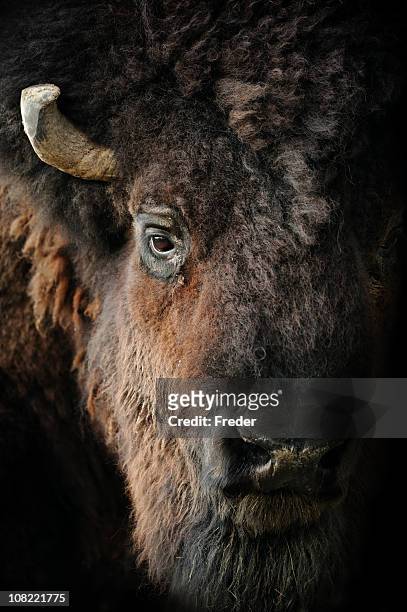 american bison - amerikaanse bizon stockfoto's en -beelden