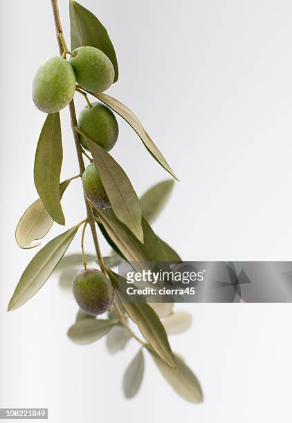 hängenden olivenzweig - olivenzweig stock-fotos und bilder