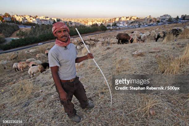 shepherd / amman, jordan (2013) - stephan rebernik stock-fotos und bilder