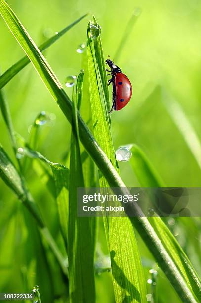 ladybug on grass with drops - nyckelpiga bildbanksfoton och bilder