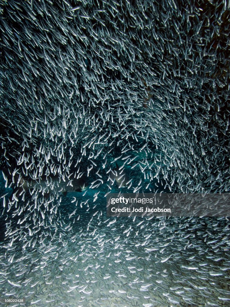 Underwater scenic with a bait ball of silversides