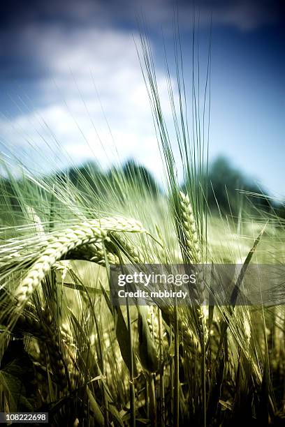 wheat field - de natuurlijke wereld stockfoto's en -beelden