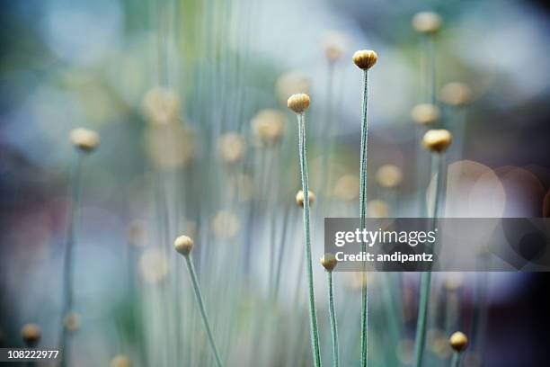 makro nahaufnahme der kleinen knospen der neroliblüte am stiel - knospend stock-fotos und bilder