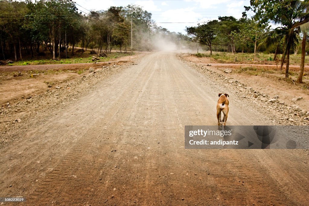 Dog Running Down Rural Dirt Road in Costa Rica