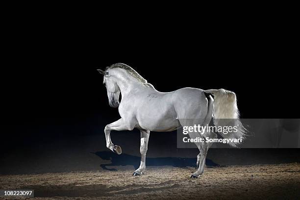 cavallo lipizzaner viaggiano gratis - trotto-andatura-animale foto e immagini stock