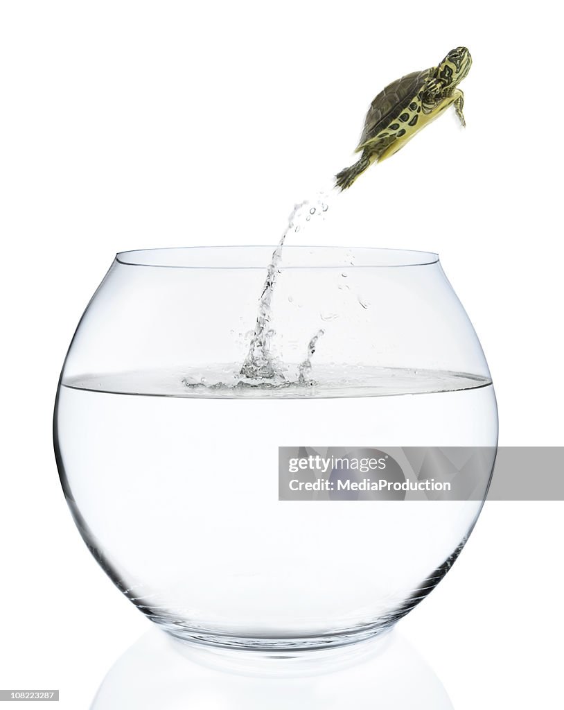 Turtle Jumping Out of Fish Bowl