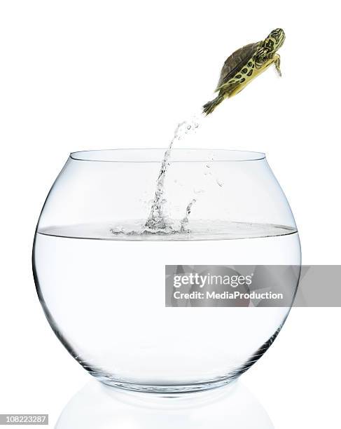Leaping Turtle 281 Turtle Fly Stock Photos, High-Res Pictures, and Images - Getty Images