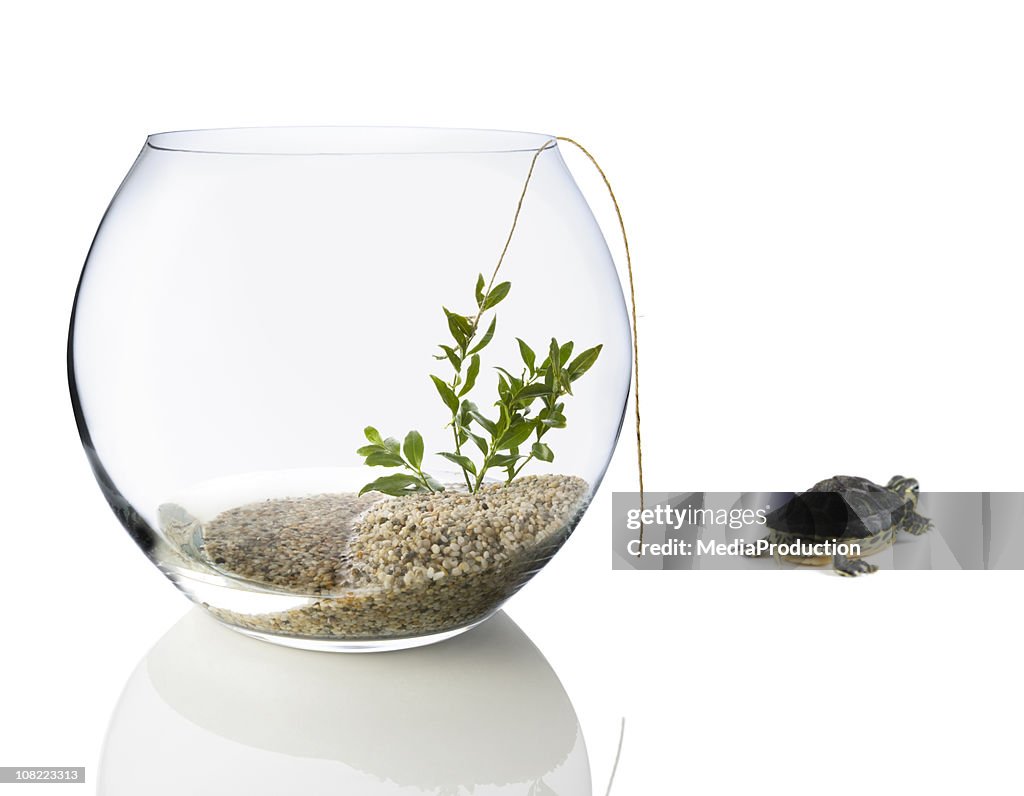 Turtle Escaping Fishbowl