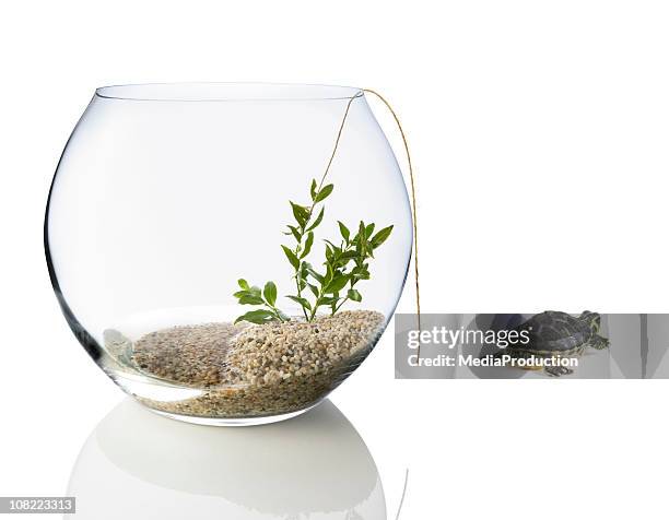 turtle escaping fishbowl - aquarium plants 個照片及圖片檔