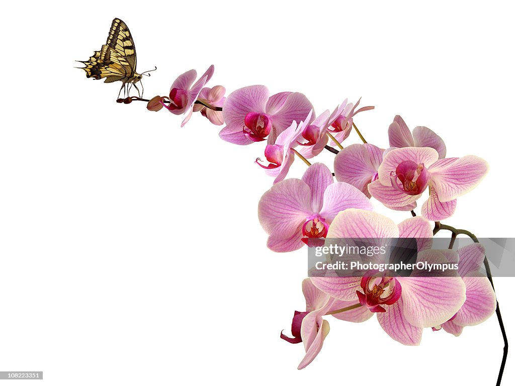 Schmetterling auf Orchideen