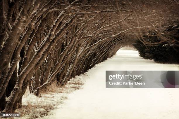 snowy path through trees - wabi sabi 個照片及圖片檔