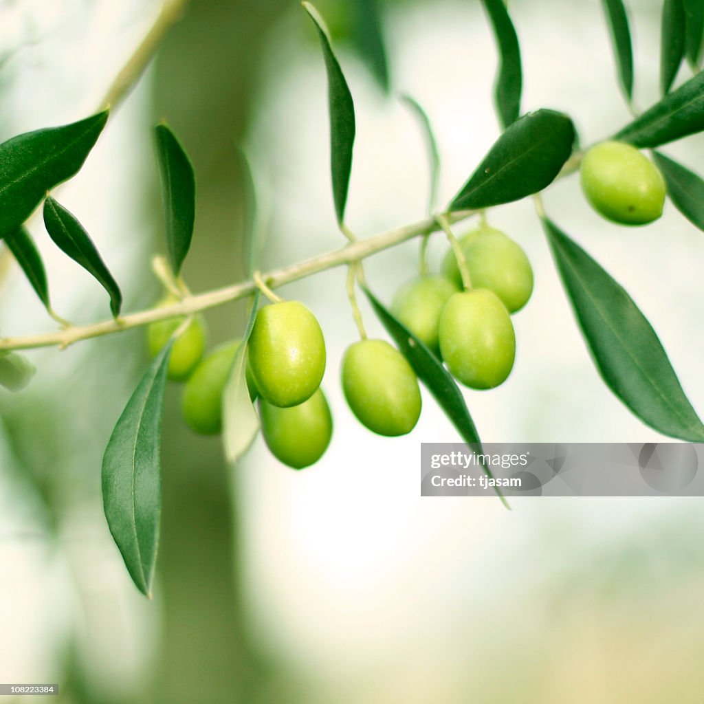 Green Olives