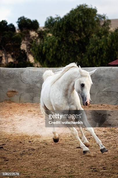 treten staub - arabic horse stock-fotos und bilder