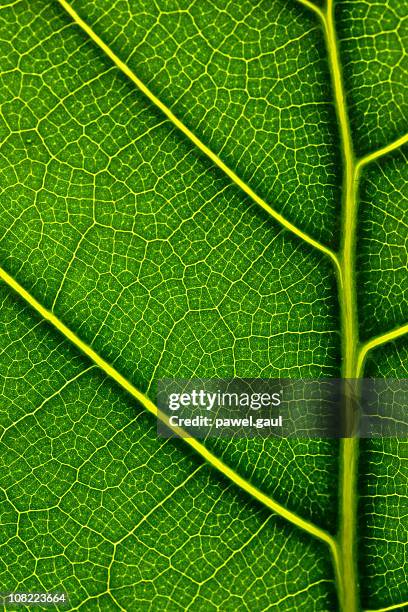 primer plano de las venas de hoja - magnificación fotografías e imágenes de stock