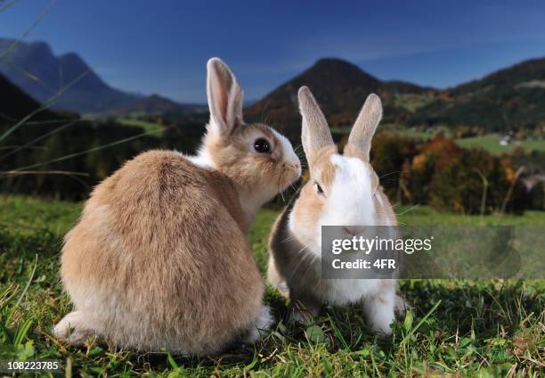 2,055 Funny Little Bunnies Stock Photos, High-Res Pictures, and Images ...