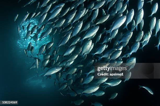 azul peces nadando juntos - blue fish fotografías e imágenes de stock