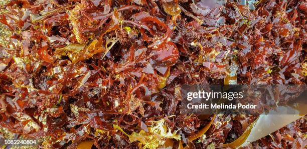 seaweed washed up on shore - red seaweed stock pictures, royalty-free photos & images