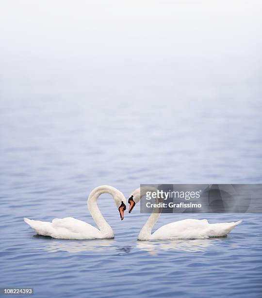 swans on a lake happily in love - two hearts stock pictures, royalty-free photos & images