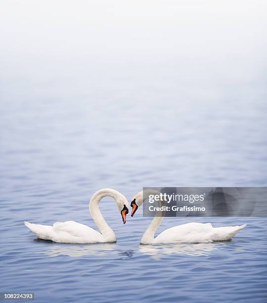 swans on a lake happily in love - 2 swans stock pictures, royalty-free photos & images