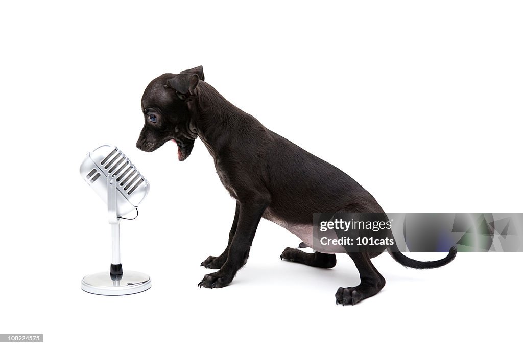 Cantante de perro