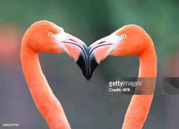flamingo corazón - long neck animals fotografías e imágenes de stock