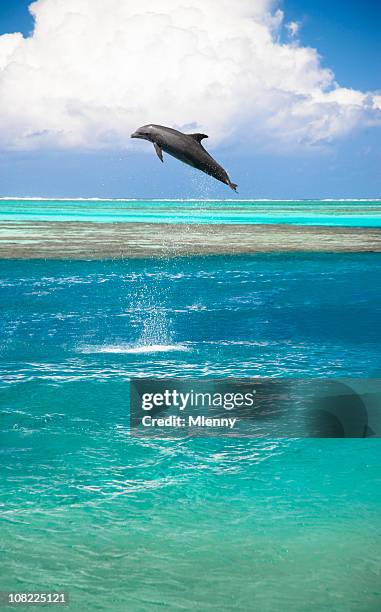 Dolphin Splashing Dolphin Splash Photos and Premium High Res Pictures - Getty Images