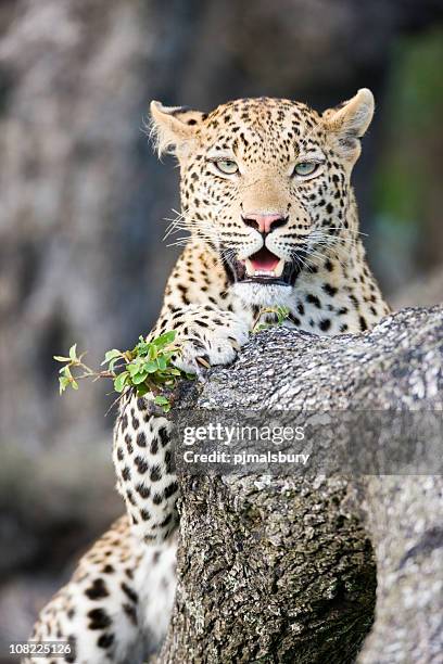 leopard sitting in tree - african leopard stock pictures, royalty-free photos & images