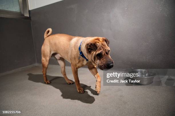 Magic Mike, an eight year-old Shar-Pei, is pictured in a kennel at Battersea Dogs and Cats Home, where it has lived for 133 days, on December 13,...