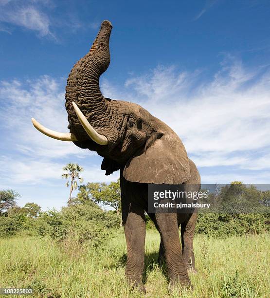 elephant raising trunk - trunk stock pictures, royalty-free photos & images
