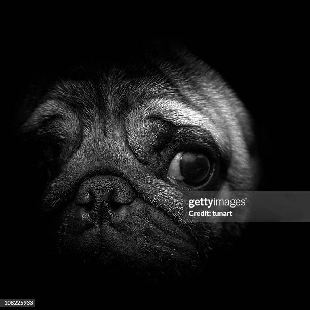 pug in black - pug portrait stock pictures, royalty-free photos & images