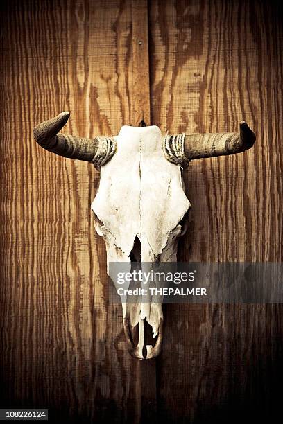 cow skull - country western outside stock pictures, royalty-free photos & images