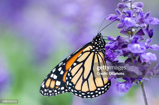 mariposa monarca (danaus plexippus) sobre púrpura flor - mariposa monarca fotografías e imágenes de stock