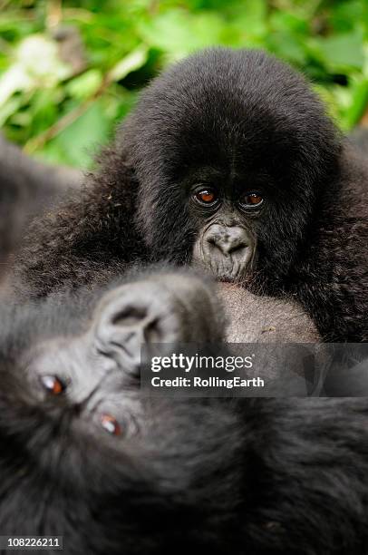 baby mountain gorilla breast feeding - mountain gorilla stock pictures, royalty-free photos & images