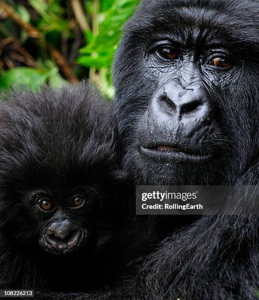 mountain gorilla mother and baby - mountain gorilla stock pictures, royalty-free photos & images