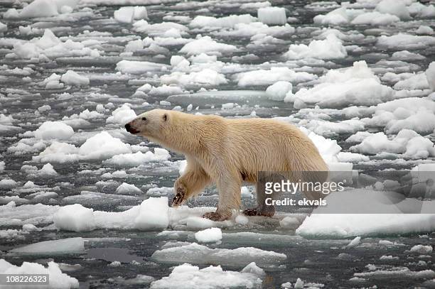orso polare a piedi sulla neve e ghiaccio di fusione - ghiacciai foto e immagini stock
