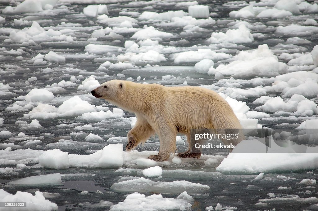 Urso Polar Andar na fusão de neve e gelo
