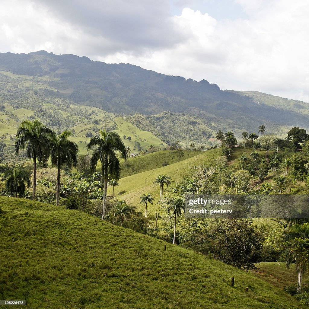 Palm Trees and Hills