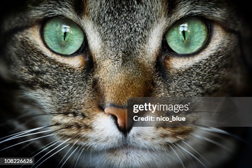 Katzenartige Katzenartige