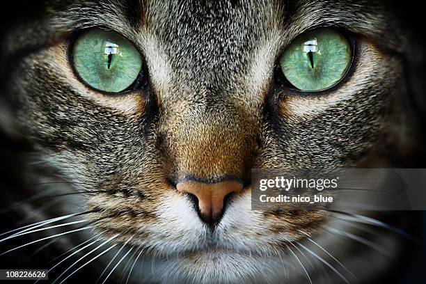 felino - occhi verdi foto e immagini stock