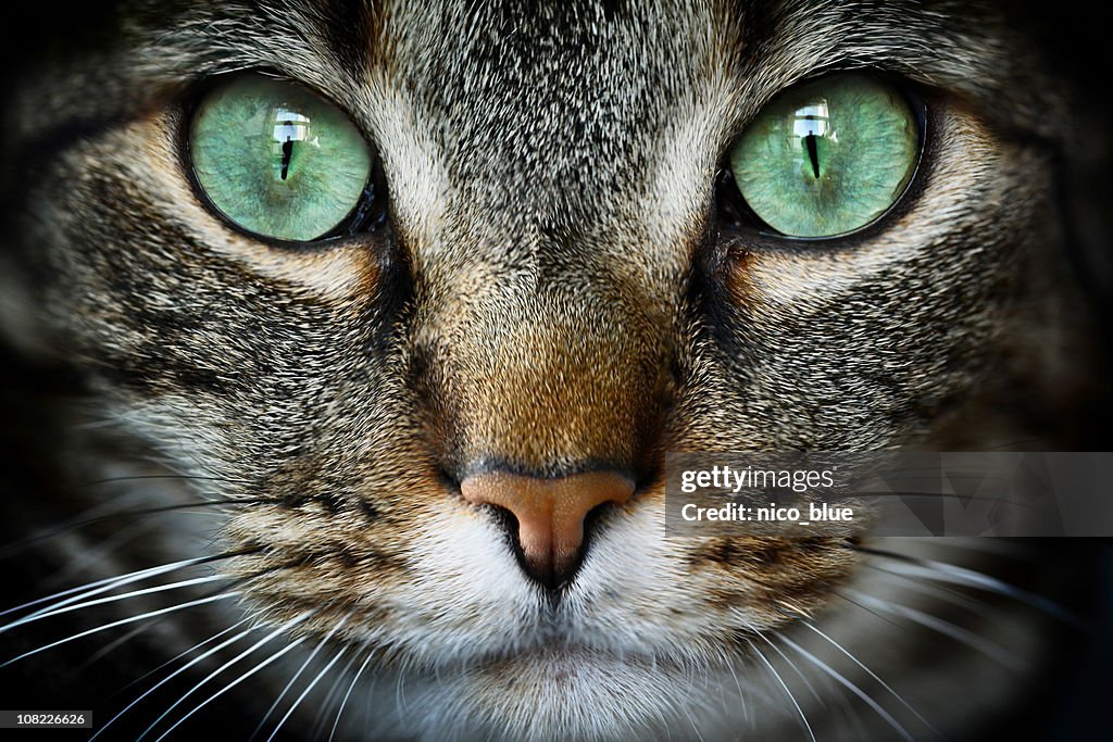 Feline