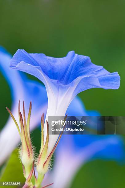 blue morning glory - morning glory stock pictures, royalty-free photos & images