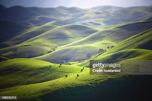 cattle grazing on grassy hills - böljande landskap bildbanksfoton och bilder