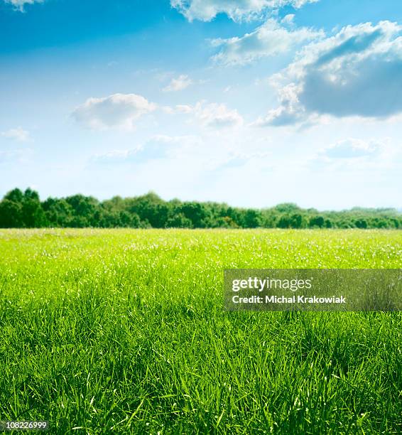 printemps sur prairie - campagne herbe photos et images de collection