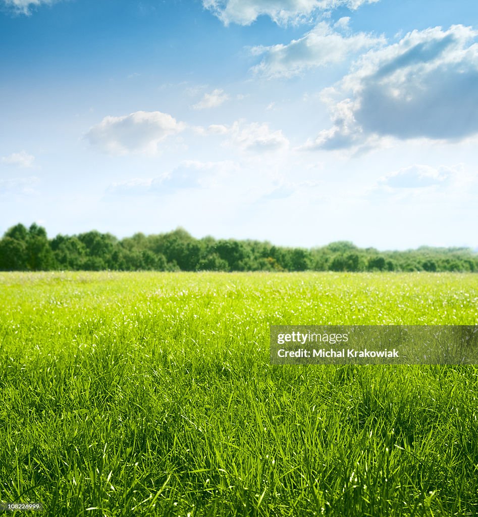 Spring on meadow