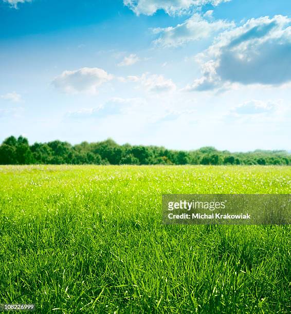 spring on meadow - grass area stock pictures, royalty-free photos & images