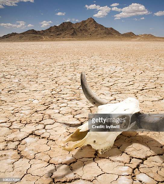 cattle steer skull on dry desert land - dierlijk skelet stockfoto's en -beelden